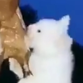 Adanieal 的头像