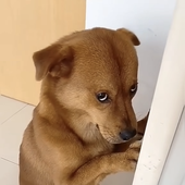 kipwingerisbbg 的头像