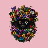 Trauma Cat