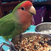 Parrot eating seed