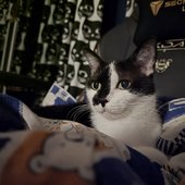 Cat chilling to Purry music