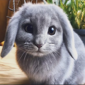 awwme 的头像