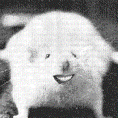 Avatar for mrava