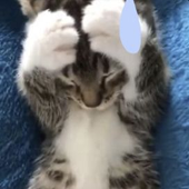 ollolliee 的头像
