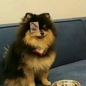 Mitzinhxanday 的头像