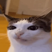 TwoSawn 的头像