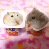 nuggetsdefrango 的头像