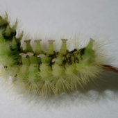 Avatar för caterpillary