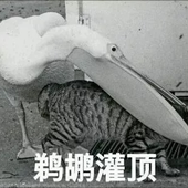 MaomaoSONG 的头像