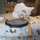 cat eat the drum stick