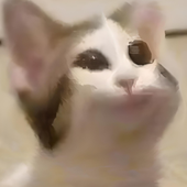 Endifo için avatar