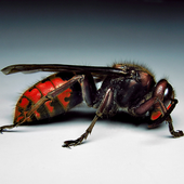 Avatar för redwasp