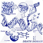 Ethidium Bromide