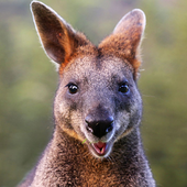 Avatar di wacky_wallaby