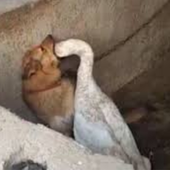 Kikabookawa 的头像