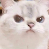 kubzx 的头像