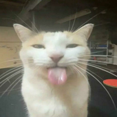carlos_ancg 的头像