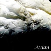 Avian