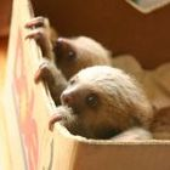 Avatar für Boxsloth