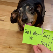 sillydachshund 的头像
