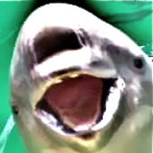 Avatar di porpoise_mouth