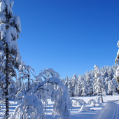 Winterforce 的头像