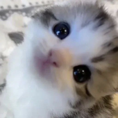 piuuri 的头像