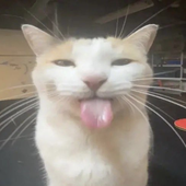 J0IIIII 的头像