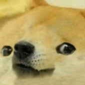 robuxdoge 的头像