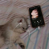 The_sleepi_cat 的头像