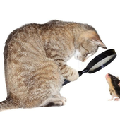 meow