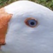 random_blob 的头像