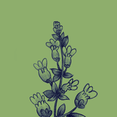 Avatar for vaenana