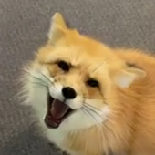 Avatar for JaneStateDog