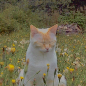 Avatar for sunflowersrock