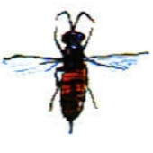 Avatar for hellenhira