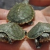 agroupofturtles 的头像