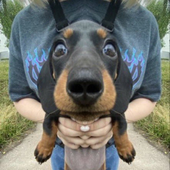 Avatar for pombosta