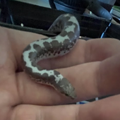 Gongylophis 的头像