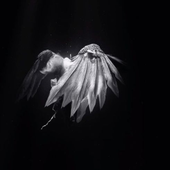 Avatar for Jowi6ieb