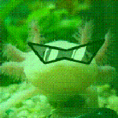 Discolotl 的头像