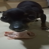 pilantra.png