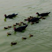 Brood