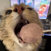 radfvnky 的头像