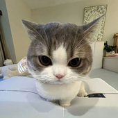 Giyuuiui 的头像