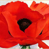 Avatar for TheRedPoppy