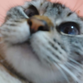 Avatar for tiaogg