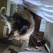 Gizmo_seb 的头像
