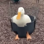 Avatar für duckaroo-