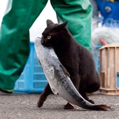 meowser69 的头像